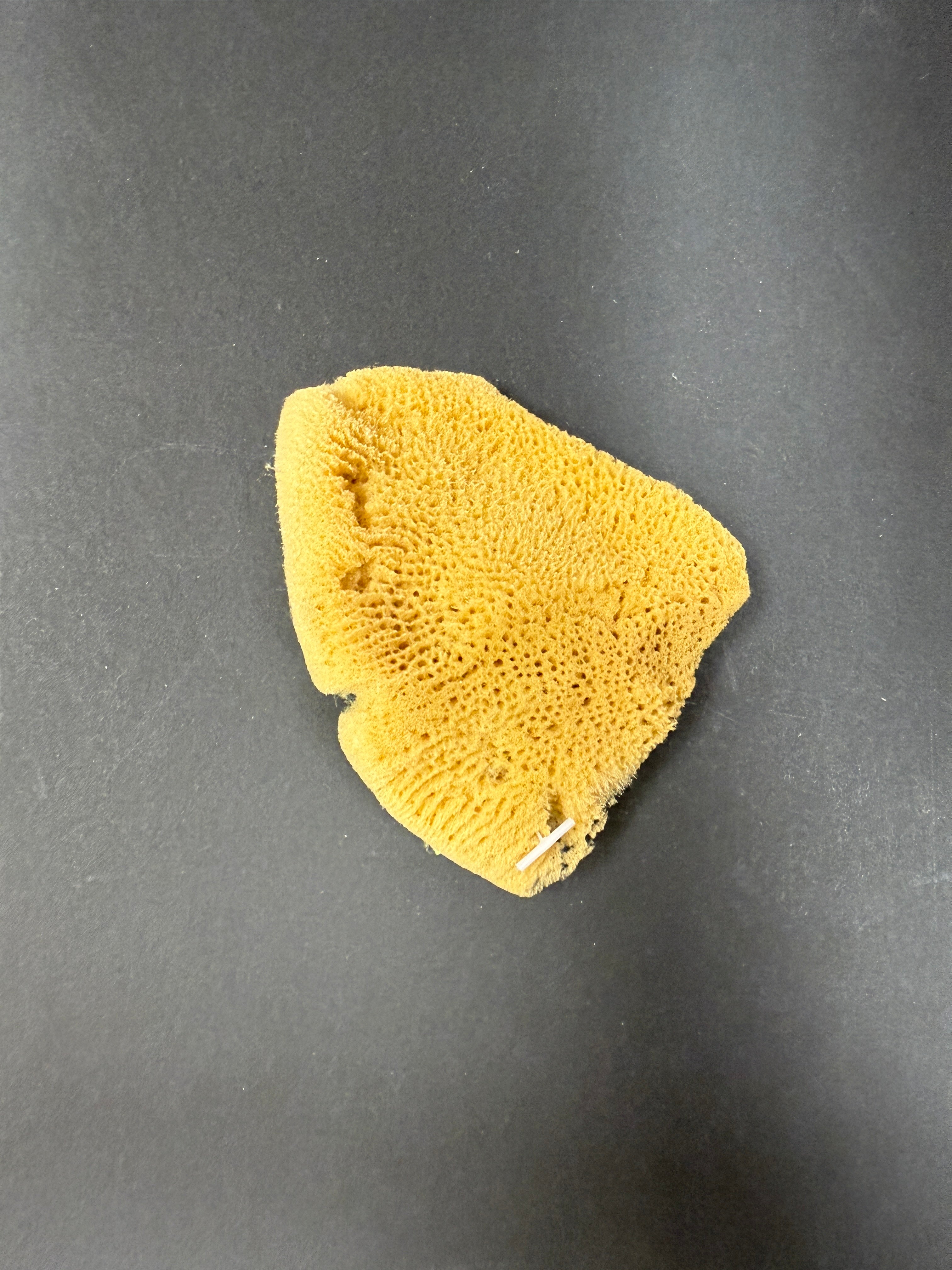 Elephant Ear Sponge