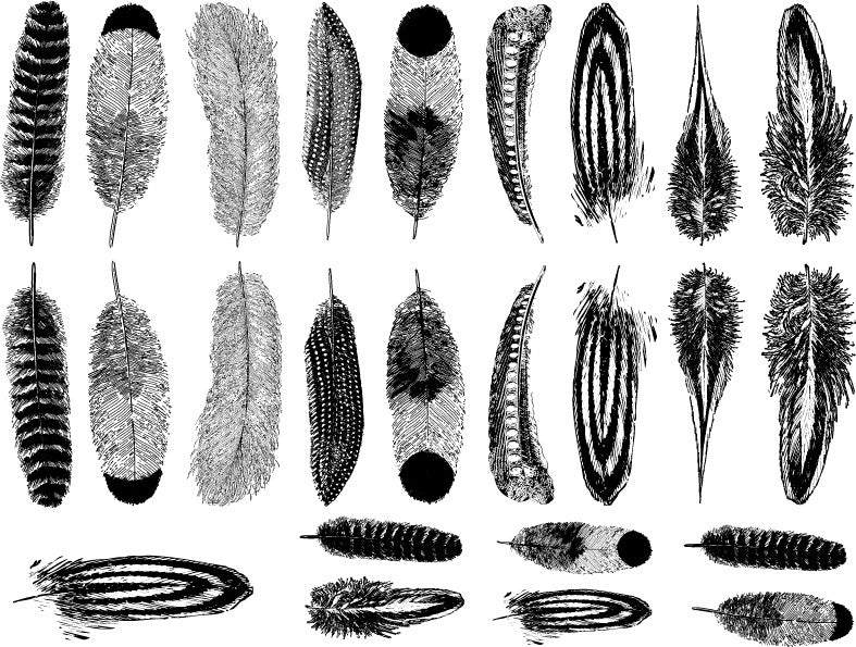 Feathers