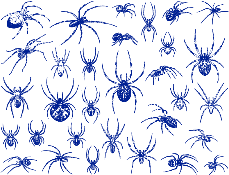 Spiders