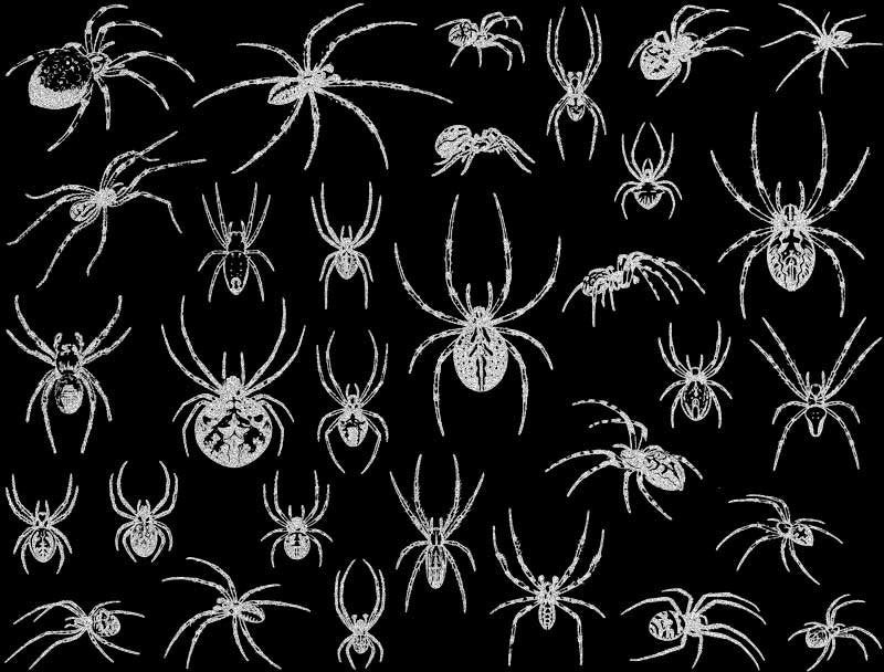 Spiders
