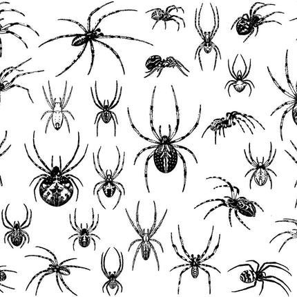 Spiders