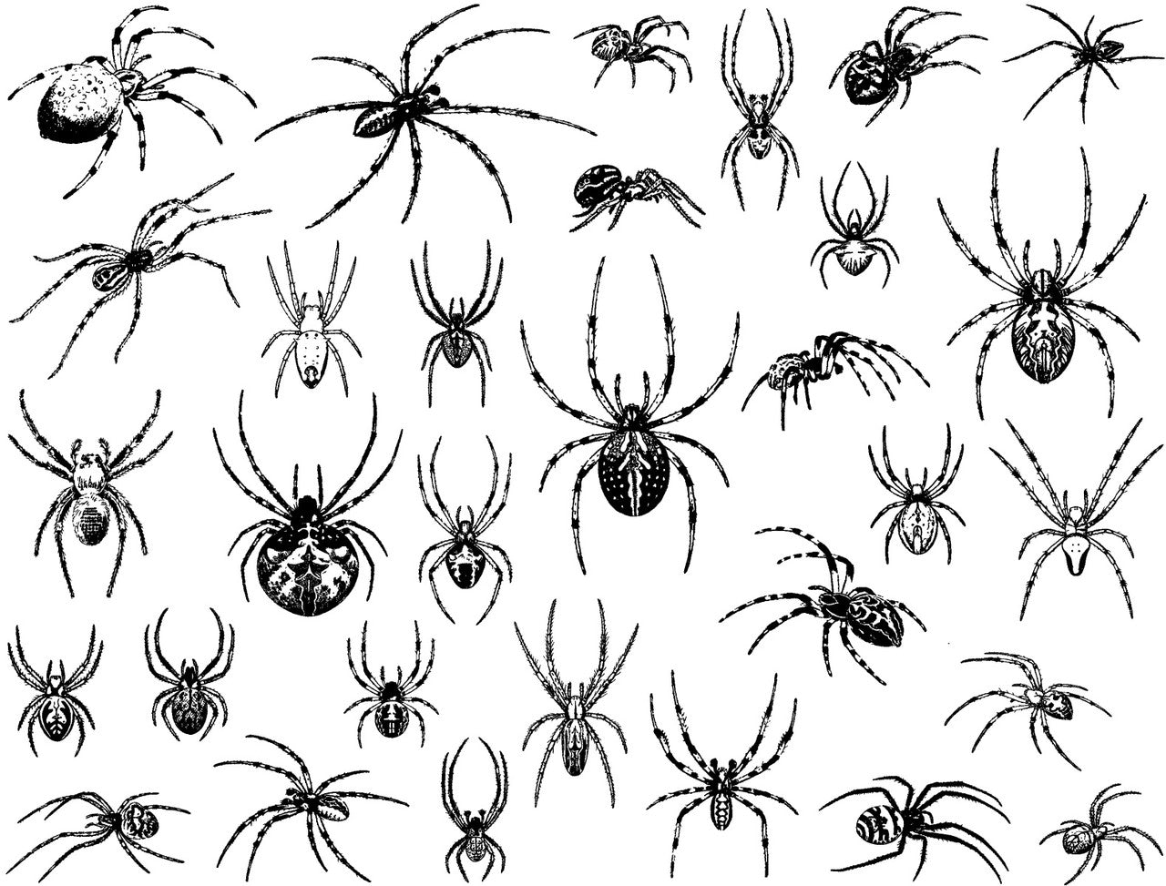 Spiders
