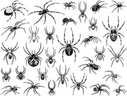 Spiders