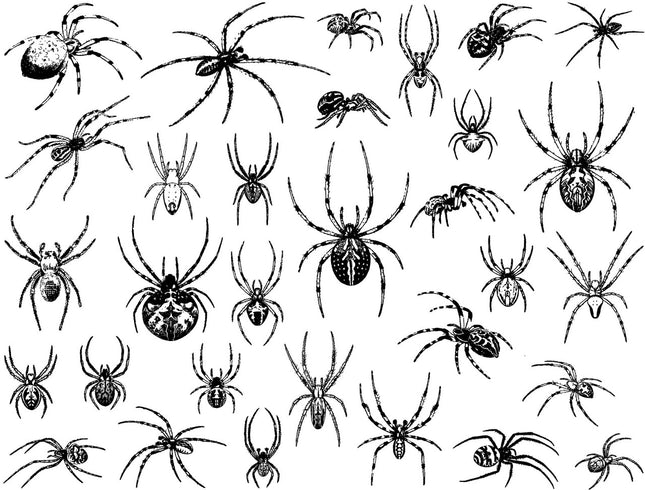 Spiders