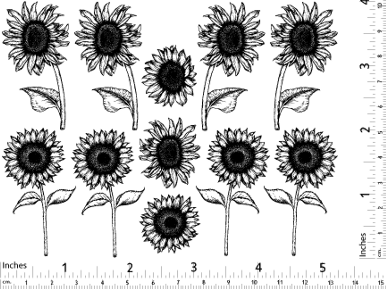 Sunflowers