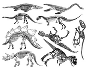 Cone 6 Dinosaurs Decal