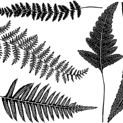 Ferns