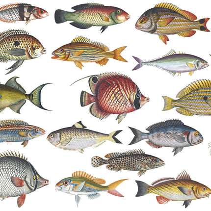 Fish, full color