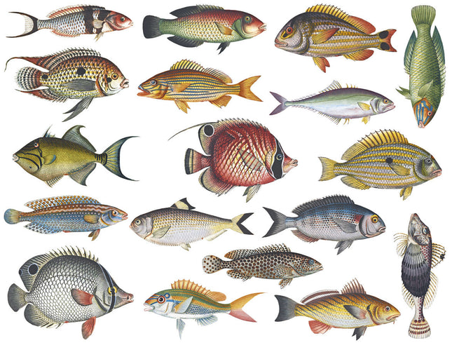 Fish, full color