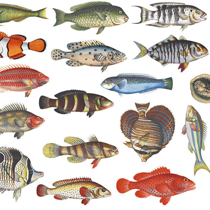 Fish, full color