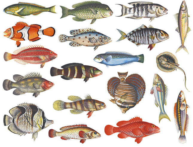 Fish, full color