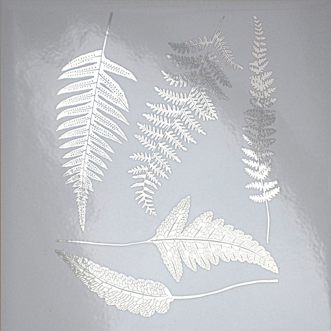 Ferns