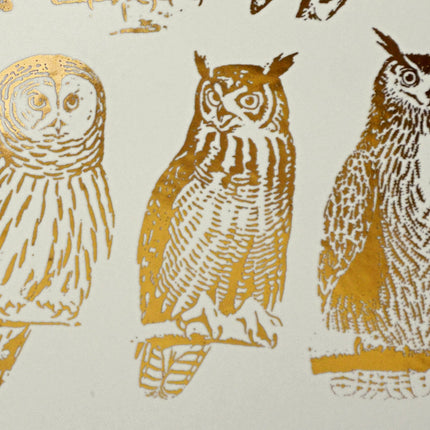 Owls