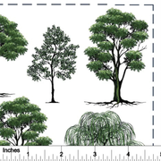 Trees Overglaze Decal