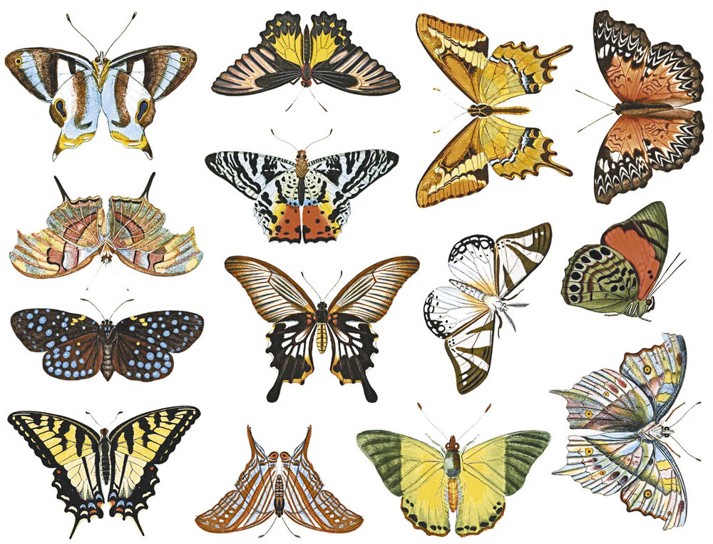 Cone 03 Butterfly Full Color Decal Version 1