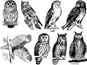 Owls