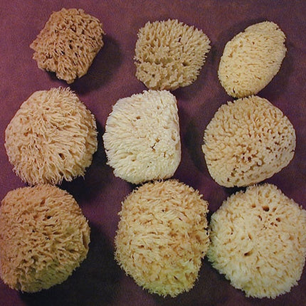 Small Natural Sea Wool Sponge