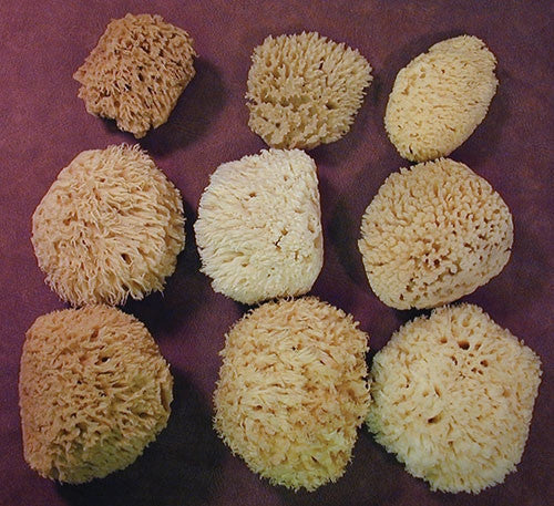 Small Natural Sea Wool Sponge