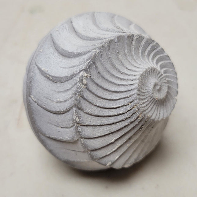 TS-29 Ammonite Texture Sphere